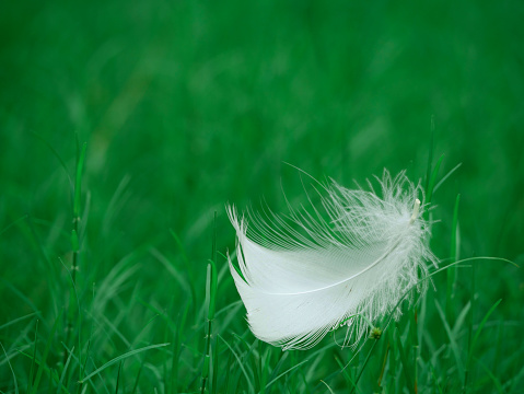 White bird wings isolated on green natural grass field.