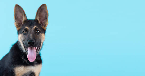 perro pastor alemán cachorro azul claro fondo aislado. - german shepherd audio fotografías e imágenes de stock