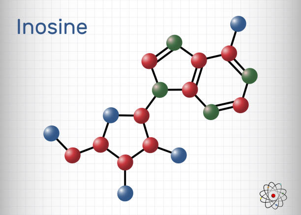 ilustrações, clipart, desenhos animados e ícones de molécula de inosina. é nucleosídeo purino, comumente ocorre em trna. consiste em hipoxantina ligada à ligação glicósdica ribofuranose. folha de papel em uma gaiola - hydrogen bond