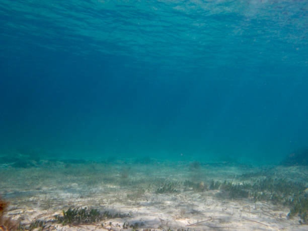 istock The bottom of the sea. 1326581715
