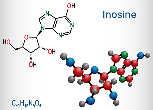 Inosine molecule. It is purine nucleoside, commonly occurs in tRNA. Consists of hypoxanthine connected to ribofuranose glycosidic bond. Structural chemical formula, molecule model. Vector illustration
