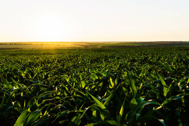 istock sprouts of green young corn against the setting sun. 1326582088