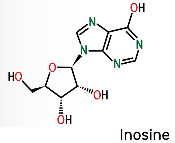 ilustrações, clipart, desenhos animados e ícones de molécula de inosina. é nucleosídeo purino, comumente ocorre em trna. consiste em hipoxantina ligada à ligação glicósdica ribofuranose. fórmula química esquelética - hydrogen bond