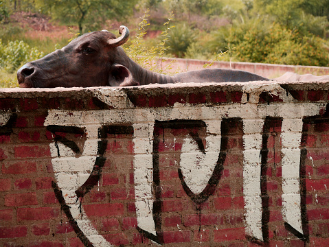 Buffalo seating behind the wall, Text written in hindi mean is Patient, animal illness concept.