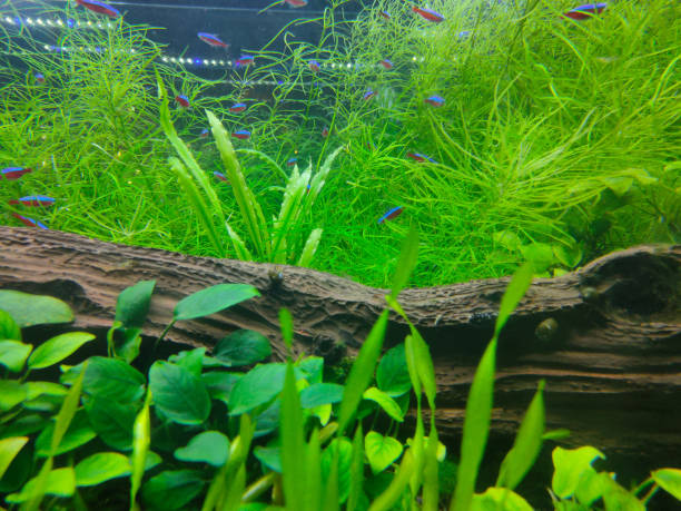 istock Underwater life background with small fish and aquatic plants 1326583040