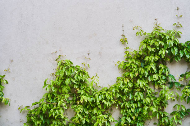 istock The Green Creeper Plant on a wall. Background 1326583349