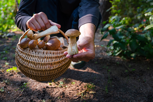 Hand holding Boltetus edulis next to full wicker basket of mushrooms in the forest. Mushroom harvesting season in the woods at fall.