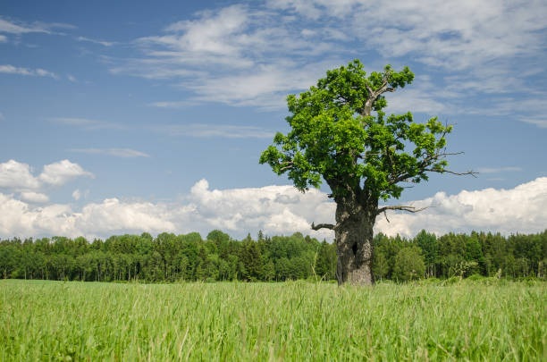 istock Small but thick oak in sunny summer day, Latvia 1326583964