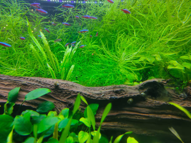 istock Underwater life background with small fish and aquatic plants 1326583984