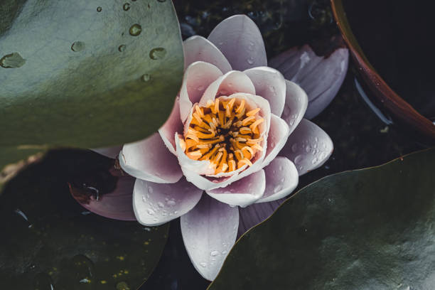 white water lily from above