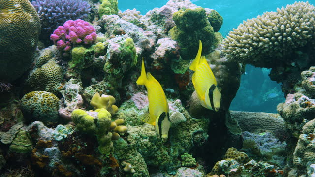 Fish swimming in shallow coral. Great Barrier Reef. Reefscape, Australia