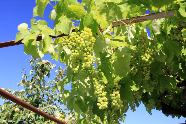 istock Grapes hanging from a vine in summer 1326607810