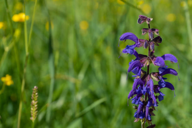istock Purple Salvia pratensis flower on a meadow 1326608575