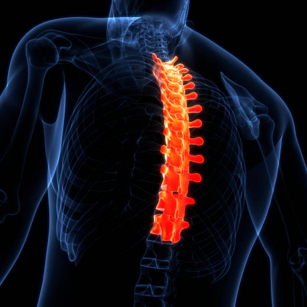 istock Spinal Cord Vertebral Column Thoracic Vertebrae of Human Skeleton System Anatomy 1326608675