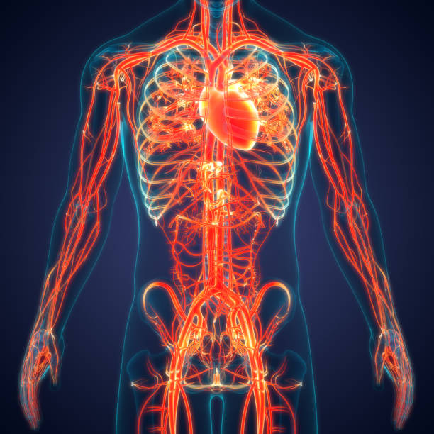 anatomía del corazón del sistema circulatorio humano - sistema cardiovascular fotografías e imágenes de stock