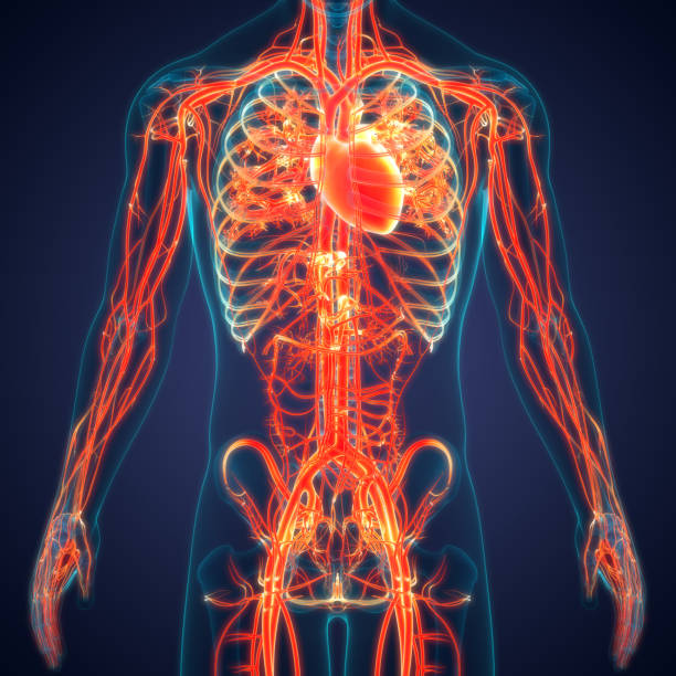 인간 순환 시스템 심장 해부학 - 혈관 뉴스 사진 이미지