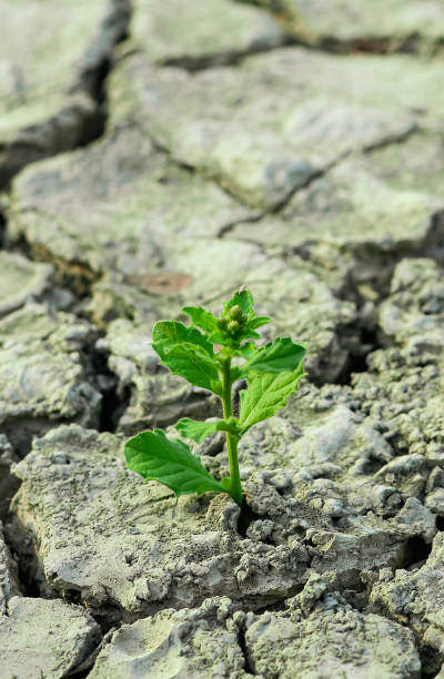 istock A tree growing on the cracked ground. Crack dried soil in drought, Affected by global warming made climate change. Water shortage and drought concept. 1326610092