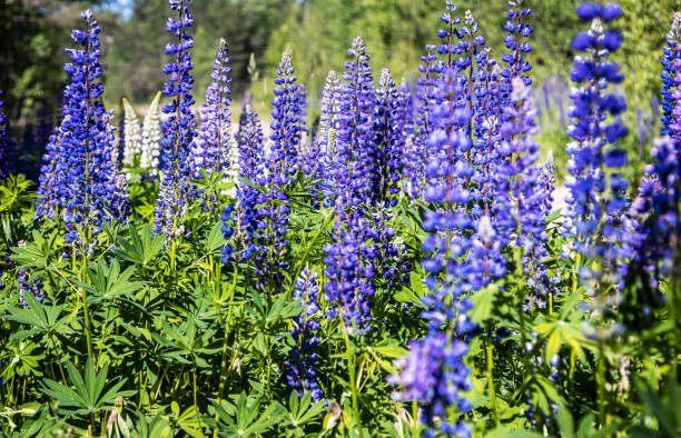 istock beautiful lupin flowers grow in the forest thicket 1326610159
