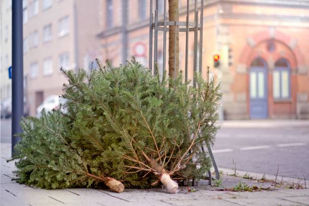 discarded old christmas trees after the holiday on the sidewalk. - dry january stockfoto's en -beelden