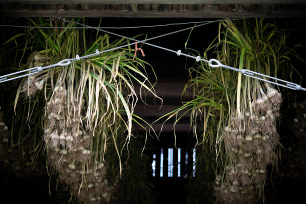 Hanging onions at a farmhouse