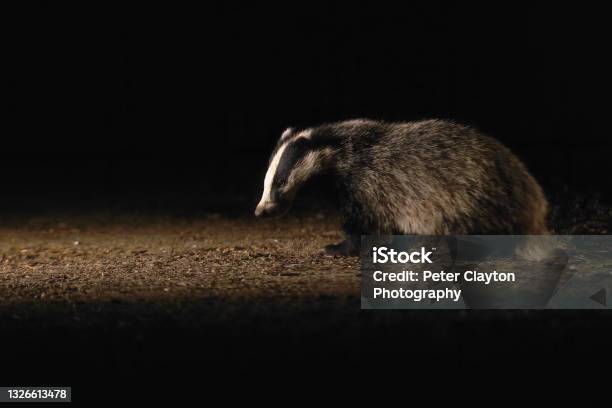 Badger Cub At Night Stock Photo - Download Image Now - Animal, Animal Body Part, Animal Culling