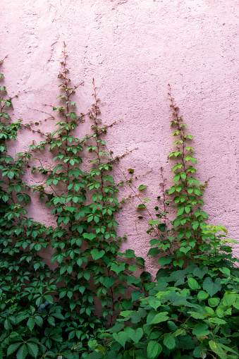 Pink wall with vines