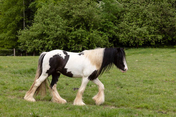 A Tinker on the pasture. Its hairiness makes the Anblck flowing
