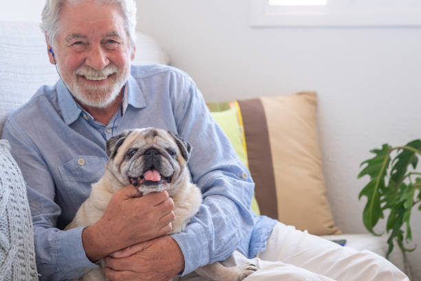 retrato de perro pug de pura raza clara sentado con su dueño mayor en el sofá de casa - adult affectionate love animal fotografías e imágenes de stock