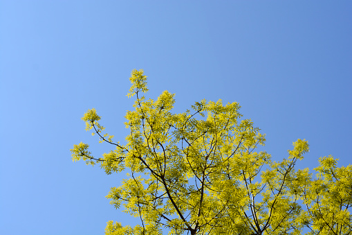 White ash branches against blue sky - Latin name - Fraxinus americana