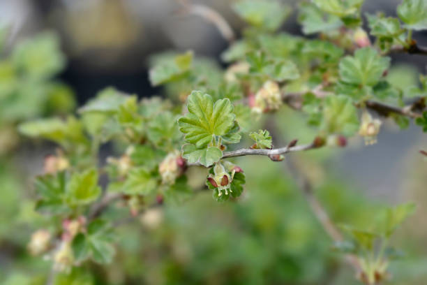 istock European gooseberry 1326615146