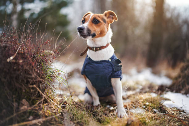 istock Small Jack Russell terrier sitting on snow covered forest path wearing warm jumper 1326615408