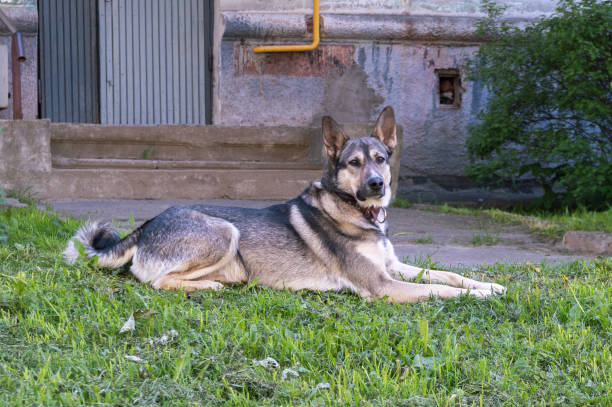 istock young mixed breed dog on the street 1326615425