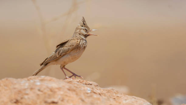 istock Close-up Crested Lark bird on boulder on a hot midday day ( 1326616367