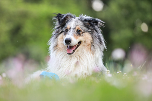 Blue merle sheltie shetland sheepdog laying on the grass and chewing small kids watering can in blue color. Photo was taken on a warm summer day.