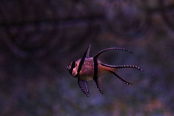 Pterapogon kauderni in aquarium on dark background.