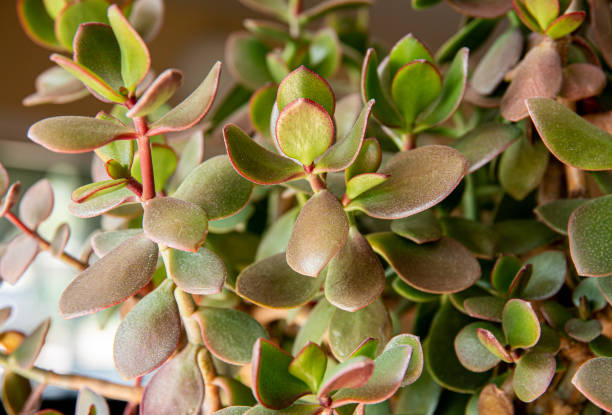 Indoor houseplant Crassula Ovata with sunburn damage leaf sunscald in plants. Direct harsh sunlight damage plant and turning leaves brown. Indoor houseplant Crassula Ovata with sunburn damage leaf sunscald in plants. Direct harsh sunlight damage plant and turning leaves brown. jade plant stock pictures, royalty-free photos & images
