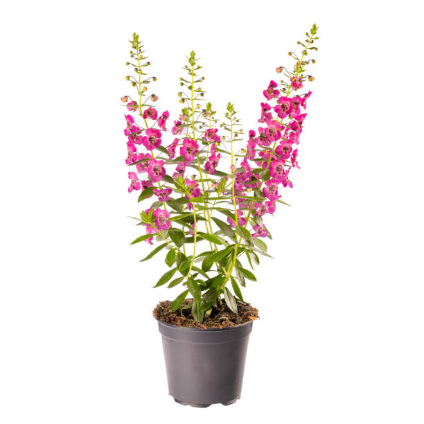 istock Beautiful angelonia flowers 1326619011