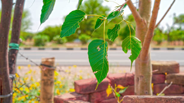 feuilles pendantes verdâtres de ficus. plante sacrée de peepal avec motif de feuilles vertes. mise au point sélective. - peepal photos et images de collection