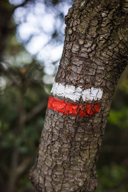 istock White and red markings on a tree trunk to indicate a GR hiking trail (France) 1326620138