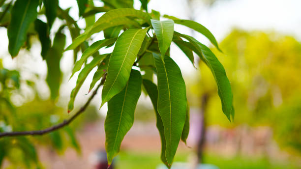 Green fruit of the Mangifera indica growing on its tree. Greenish leaves pattern of Mango with attractive greenish pigment. stock photo