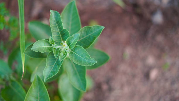 Withania Somnifera leaves. Buds flowers with greenish leaves on a Ashwagandha plant with attractive greenish pigment. stock photo