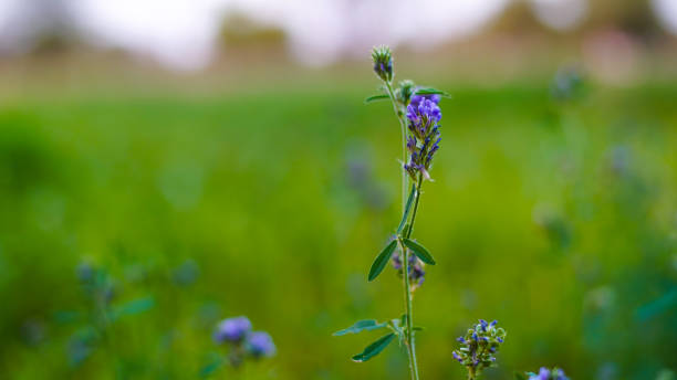 fiori blu, steli e foglie di preziose colture foraggere di erba medica. - clover field blue crop foto e immagini stock