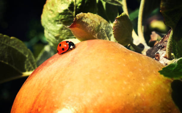 istock Shiny delicious apples hanging from a tree branch in an apple orchard 1326623641