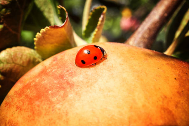 istock Shiny delicious apples hanging from a tree branch in an apple orchard 1326623661