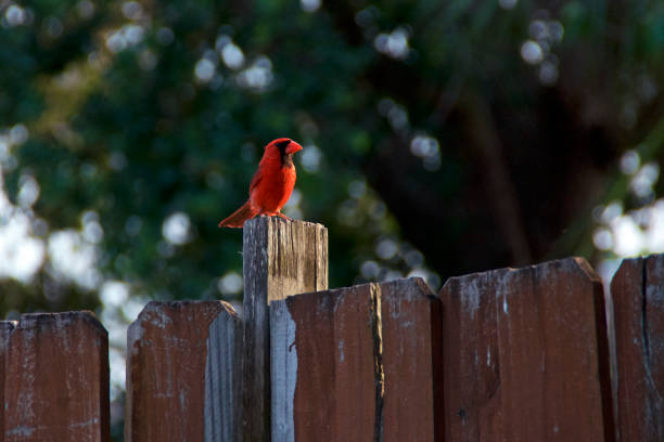 istock Beautiful Red Cardinal on Old Fence 1326623846