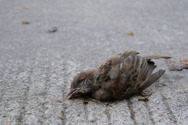 istock A dead sparrow on the cement floor 1326623981