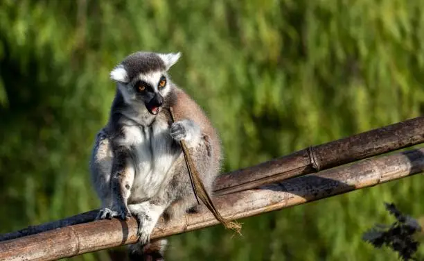 Lemur Catta_Lemurien of Madagascar, Endemic animals of Madagascar