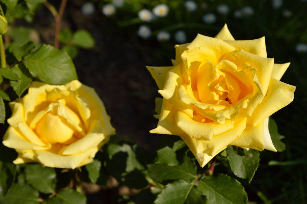 istock blooming yellow roses growing in the garden 1326624770