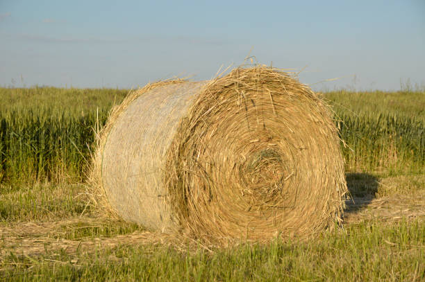 istock straw roll in the agricultural field 1326624775