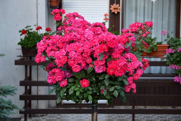 istock blooming bush of pink roses 1326624888
